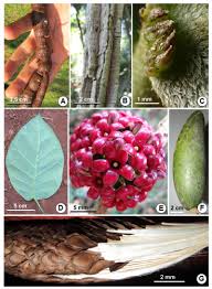 EL GÉNERO RUEHSSIA (APOCYNACEAE) EN LA ARGENTINA: FILOGENIA, NUEVAS  COMBINACIONES Y NUEVOS REGISTROS