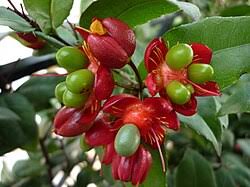 Image result for Ochna gambleoides