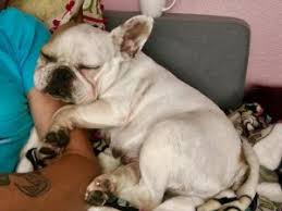 View american bulldog rescue groups which help american bulldogs in need. ۬ rescue me! Best French Bulldog Rescues In Colorado 2021 We Love Doodles
