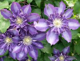 Maybe you would like to learn more about one of these? Perennial Flowers Knupper S Flower Garden