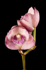 Image result for Bonatea antennifera