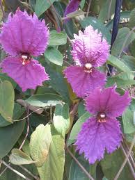 Image result for Dalechampia capensis