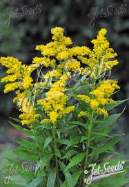 Image result for Solidago