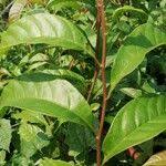 Image result for Tetracera alnifolia