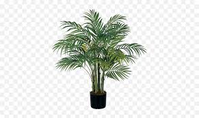 Maybe you would like to learn more about one of these? 3 Areca Silk Palm Tree Areca Palm Tree Png House Plant Png Free Transparent Png Images Pngaaa Com