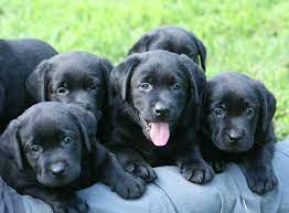 Black lab puppies for sale. Labrador Retriever Sale Near Me Cheap Buy Online