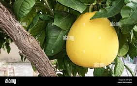 Image result for Citrus maxima