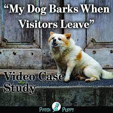 We did not find results for: 3 Steps To Stop Dog Barking Naturally Video Case Study Patchpuppy Com Stop Dog Barking Dog Training Dog Barking