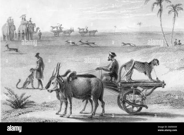 Cheetah hunting india Black and White Stock Photos & Images - Alamy