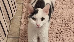 Fundraiser by Laura Lampley : Help Nigel Recover: Support Needed for  Medical Bills