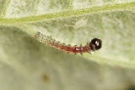 Image result for Hyppa rectilinea