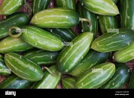 Image result for Coccinia sp. A