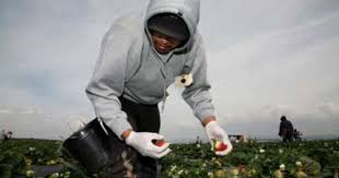 immigrationprof blog oxnard labor