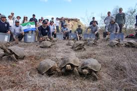 After 150 Years, Giant Tortoises Return to Floreana