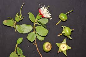 Image result for Sonneratia