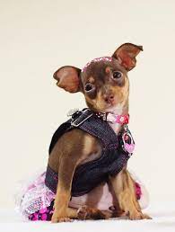 Pin En Nombres Para Perritas