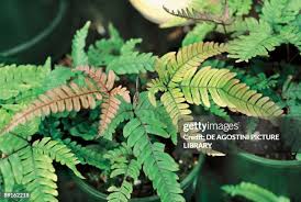 Image result for Pteridaceae