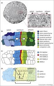 Mesenchymal stem cells overexpressing akt dramatically repair infarcted myocardium and improve cardiac function despite infrequent cellular paracrine action enhances the effects of autologous mesenchymal stem cell transplantation on vascular regeneration in rat model of myocardial infarction. How To Organize Bidirectional Tissue Production Sciencedirect