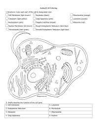 Animal and plant cell diagram worksheet answers. Animal And Plant Cell Coloring