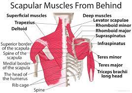 Related posts of shoulder bones anatomy diagram. Scapula Shoulder Blade Anatomy Muscles Location Function Ehealthstar