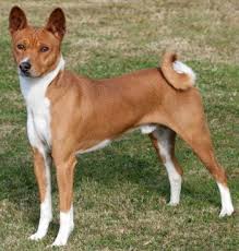 See full list on trendingbreeds.com Basenji Dog Breed
