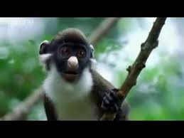 Funny British Animal Voiceovers I Ve Watched This A Gazillion Times And It Cracks Me Up Every Time Funny Talking Talking Animals Funny Animals