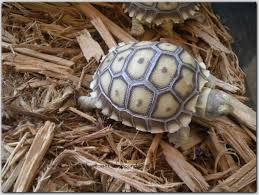 Owner of arizona tortoise compound.com andrew hermes is a tortoise keeper, breeder and enthusiast maintaining 38 different sub species/species. Arizona Tortoise Compound Sulcata Hatchlings