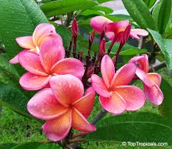 Image result for Plumeria rubra