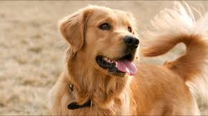 Animalssale found 10 golden retriever for sale in colorado, which meet your criteria. Golden Retriever Moves Up On List Of Most Popular Dogs In Denver 9news Com