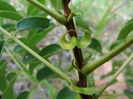 Image result for Senna petersiana