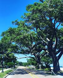 We did not find results for: Oak Tree Quercus Southern Living Southern Living