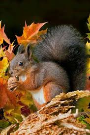 Autumn Schattigste Dieren Dieren Rode Eekhoorn
