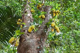 There are 117 jackfruit tree for sale on etsy, and they cost 25,26 $ on average. Very Big Jack Fruit Tree With Fruits Stock Photo Picture And Royalty Free Image Image 22093375
