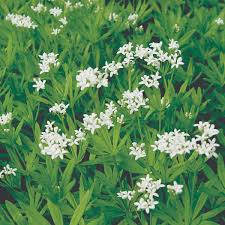 Image result for Galium