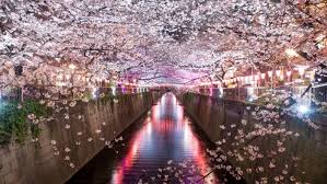 Video bunga sakura tukar kedah jadi jepun nasional utusan online. 5 Lokasi Cantik Layan View Bunga Sakura Di Tokyo Kakitravel Net