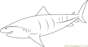 Free fish coloring game by the learning apps is a fun game for kids. Tiger Shark Underwater Coloring Page For Kids Free Shark Printable Coloring Pages Online For Kids Coloringpages101 Com Coloring Pages For Kids