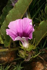 Image result for Ipomoea ommaneyi