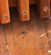 Infos Zu Spinnen In Australien