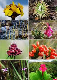 Image result for Xyridaceae