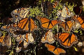 Check spelling or type a new query. Pismo Beach Monarch Butterfly Grove San Luis Obispo Tickets Tours Book Now