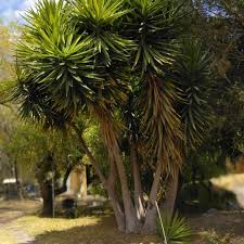Image result for yucca gigantea en casa