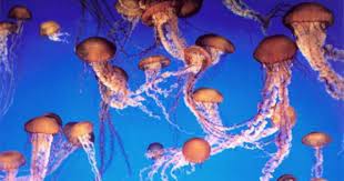 Can a person be injured in an earthquake? Have You Ever Witnessed An Earthquake Cara Golden