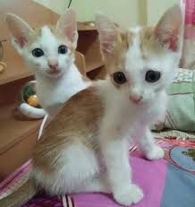 We've collected a variety of fun and unique names the following is a list of some unique names for unique cats of any age, color, and temperament. 160 Twin Cat Names The Paws