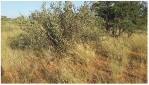 Image result for Schmidtia pappophoroides