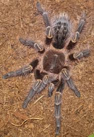 It is found commonly in the grasslands of south america in places such as argentina. Grammostola Pulchripes Female For Sale