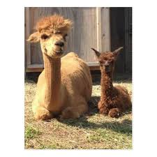 Camels are substantial providers of transport, milk, sport, meat, shelter, security and capital in many countries, particularly in saudi arabia. Sunset And Patience Postcard Did You Know Llama S And Alpaca S Are Symbols Of Perseverance Strength Communicatio Funny Llama Pictures Llama Pictures Postcard