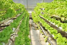Le Nouvelliste Agriculture Jardins Haitienne