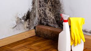 Mold requires a source of food to thrive, therefore, wood and fabrics can facilitate mold growth in the basement as they are more vulnerable to mold contamination. The Truth About Toxic Mold And How To Get Rid Of It