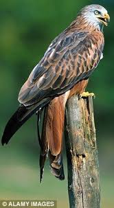 Vermin Or Awesome Bird Of Prey The Red Kite Is Back In British Towns Birds Of Prey Birds Red Kite