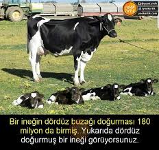 Hatice Pala Adli Kullanicinin Bilgi Panosundaki Pin Hayvanlar Ciftlik Hayvanlari Ve Hayvanlar Alemi